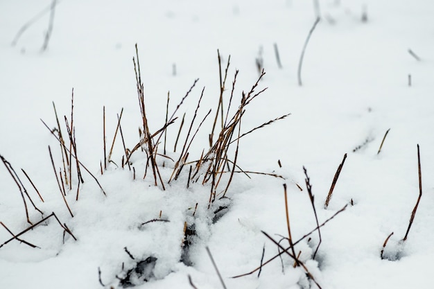 Met sneeuw bedekt droog gras na een sneeuwstorm in het veld