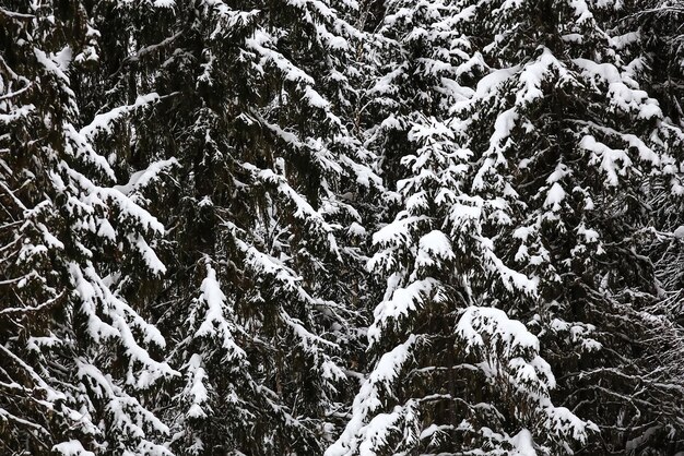 Met sneeuw bedekt Russisch winterbos