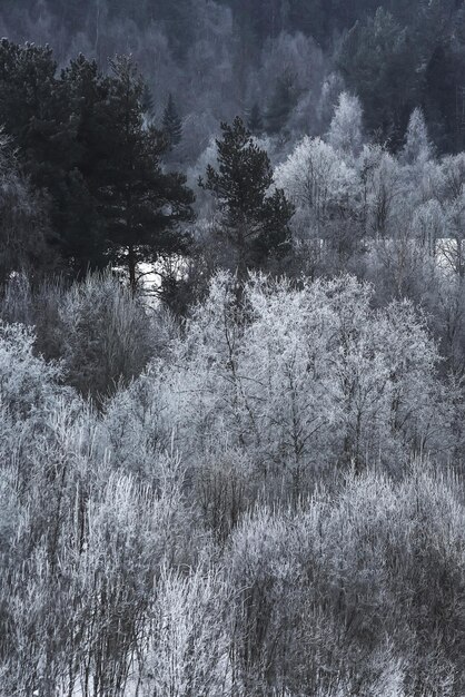 Met sneeuw bedekt Russisch winterbos