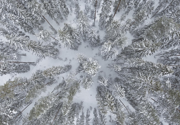 Met sneeuw bedekte bomen in een geweldig winterbos Luchtzicht