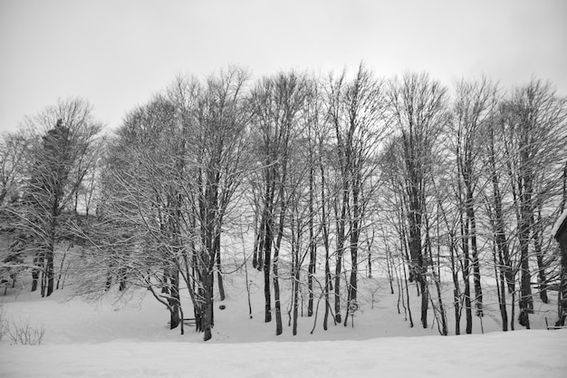 Met sneeuw bedekte bomen in het bos