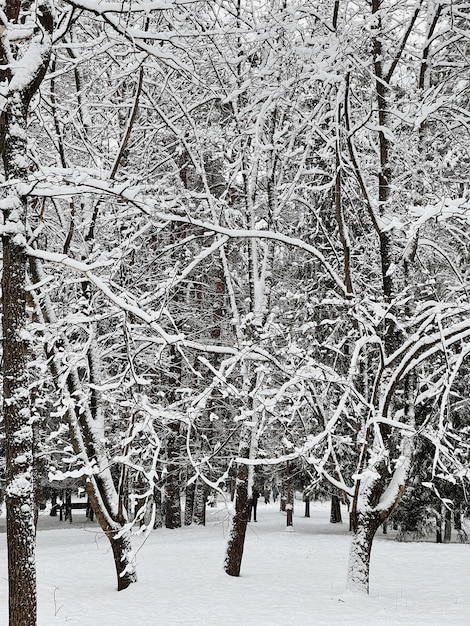 Met sneeuw bedekte bomen in het bos