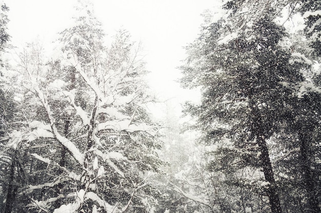 Met sneeuw bedekte bomen in het winterbos tijdens sneeuwval. Prachtig winterlandschap