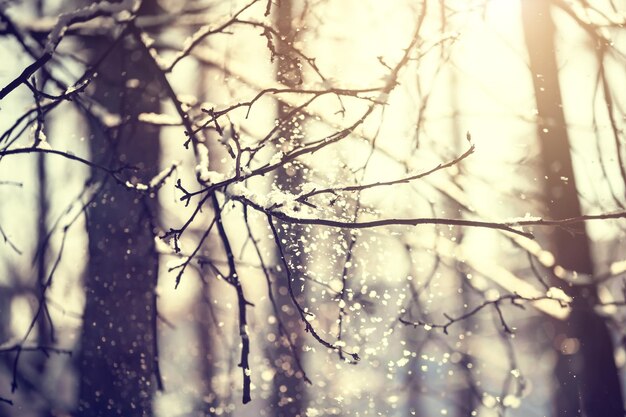 Met sneeuw bedekte bomen in winterbos