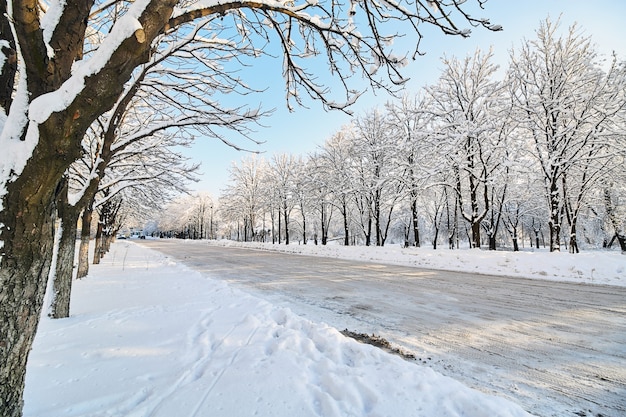 Met sneeuw bedekte bomen langs de ongereinigde stadsstraat