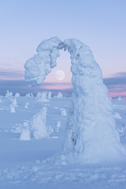 Foto met sneeuw bedekte boom in lapland, een roze zonsondergang en een volle maan