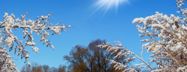 Met sneeuw bedekte boomtakken op een achtergrond van blauwe lucht bij zonnig weer, winterzicht
