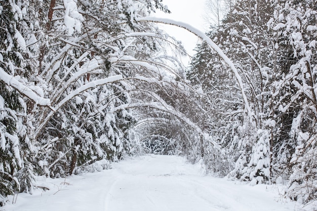 Met sneeuw bedekte bosweg met bomen die doorhangen onder het gewicht van de sneeuw en natuurlijke bogen boven de weg creëren