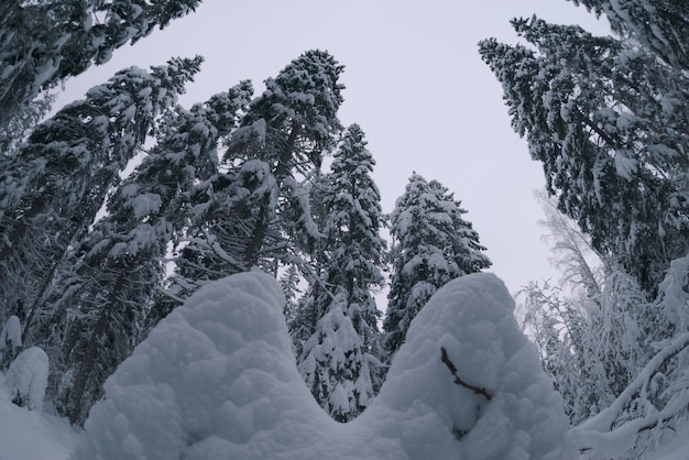Met sneeuw bedekte dennenbomen Pittoresk winterbos