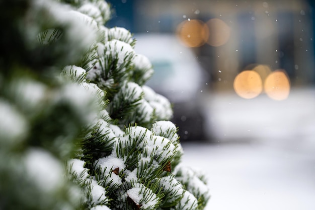 Met sneeuw bedekte dennenboomtakken buitenshuis Winter natuurdetails
