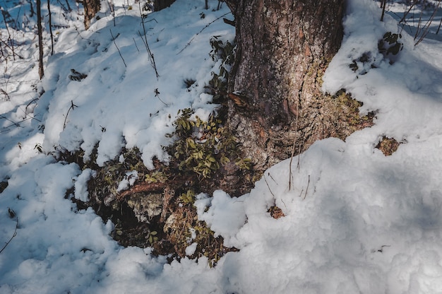 Met sneeuw bedekte dennenboomwortels en bosbesstruiken Natuurlijke bosachtergrond Close-up