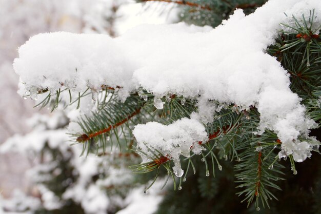 Met sneeuw bedekte dennennaalden