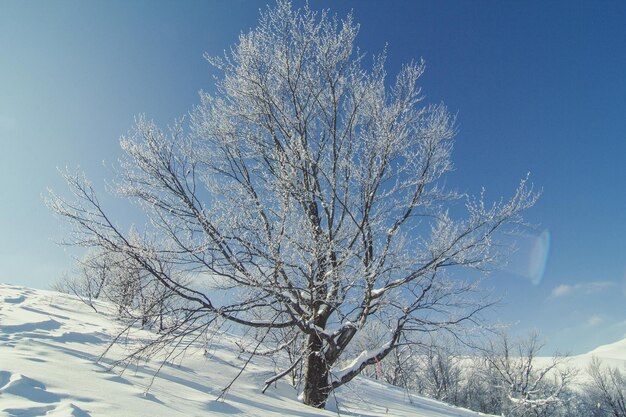 Met sneeuw bedekte foto van het uitgestrekte boomlandschap