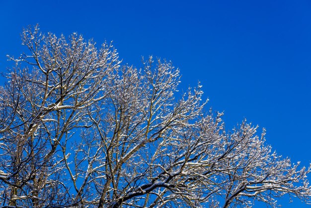 Met sneeuw bedekte kale bladboomtakken op een heldere blauwe hemelachtergrond met direct zonlicht