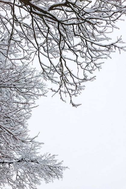 Met sneeuw bedekte kale boomtakken op een bewolkte hemelachtergrond bij winterdaglicht