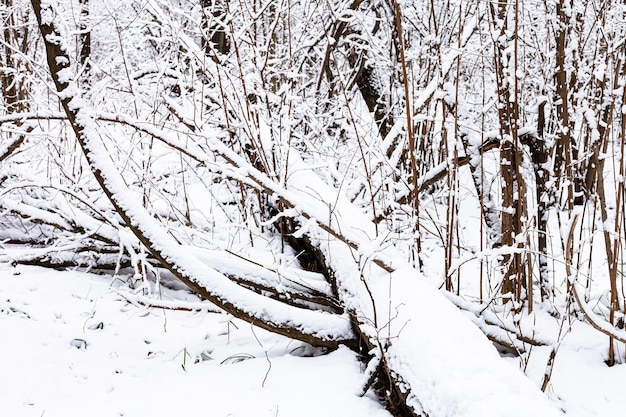 Met sneeuw bedekte omgevallen boom in besneeuwd bos in de winter