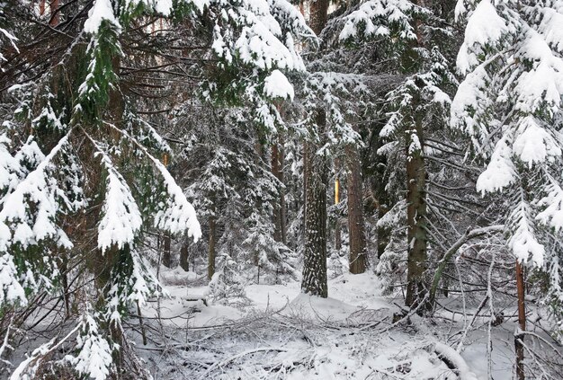 Met sneeuw bedekte pijnbomen in het bos in de winter