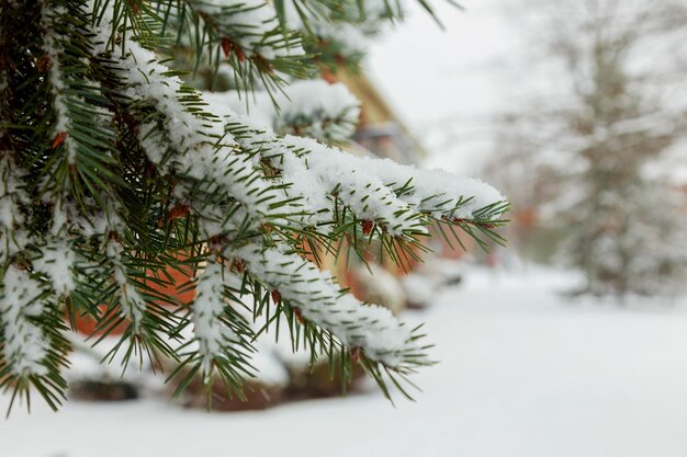 Met sneeuw bedekte pijnboomtakken close-up