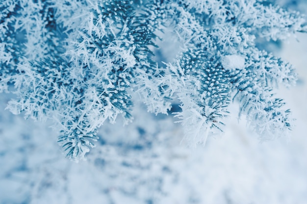 Met sneeuw bedekte pijnboomtakken