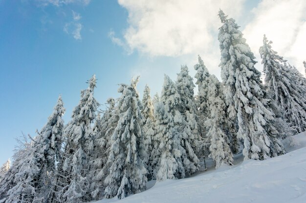 Met sneeuw bedekte sparren in het bos in de winter