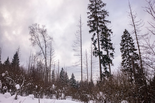 Met sneeuw bedekte sparren in het winterbos. Landschap van de koude winter in Rusland.