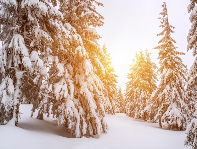 Foto met sneeuw bedekte sparren in het winterbos