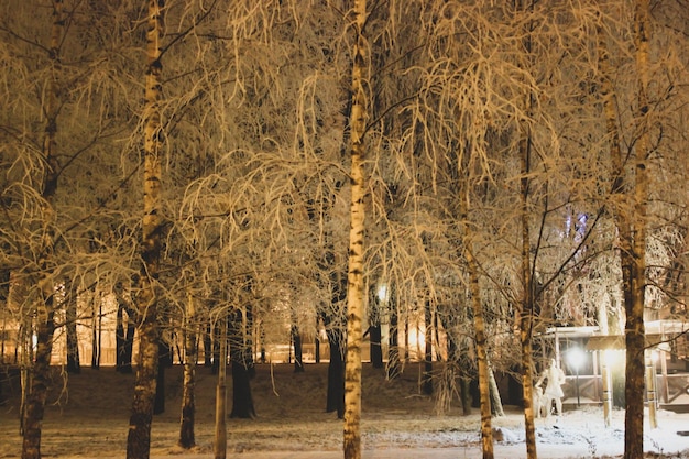 Met sneeuw bedekte takken en lantaarn 's nachts