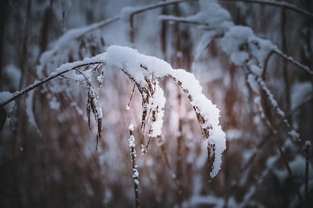 met sneeuw bedekte takken met rijm, close-up