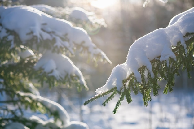 Met sneeuw bedekte takken van dennensparren in de winternatuur