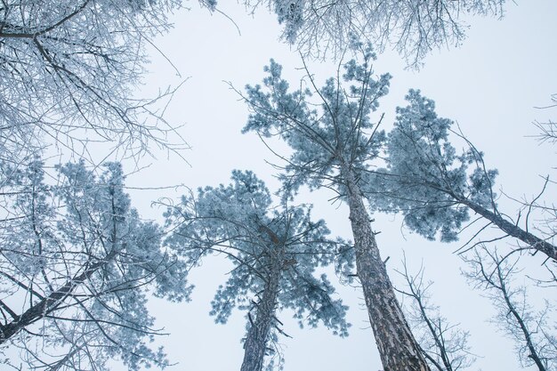 Met sneeuw bedekte topbomen