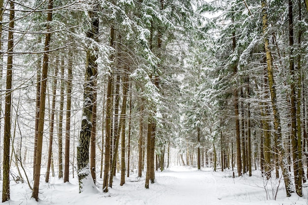 Met sneeuw bedekte weg door dennen- en berkenbomen in het winterbos