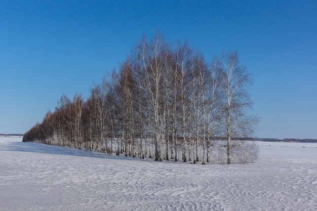 Met sneeuw bedekte winterboom staat alleen in een bevroren veld