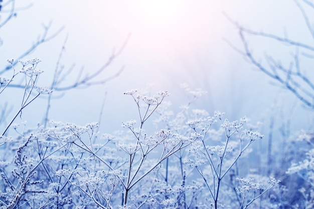 Met vorst bedekt struikgewas van droog gras in de winter tijdens zonsopgang in zachte lichtblauwe en roze tinten