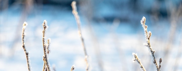 Met vorst bedekte bessen takken in de tuin bij zonnig weer