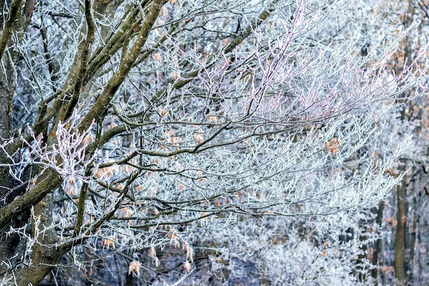 Met vorst bedekte bomen in het bos