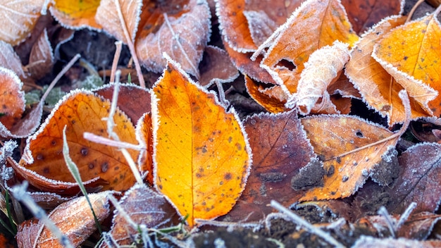 Met vorst bedekte gevallen herfstbladeren, de eerste nachtvorst, herfstachtergrond