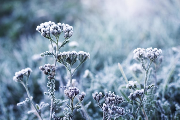 Met vorst bedekte planten in een weiland tegen een onscherpe achtergrond