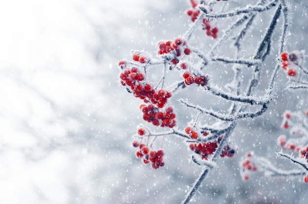 Met vorst bedekte rode lijsterbessen aan een boom tijdens een sneeuwval