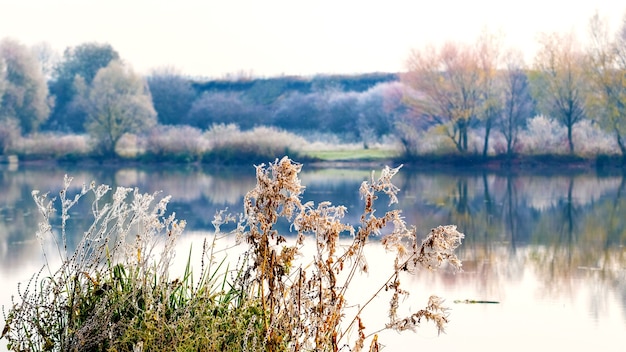 Foto met vorst bedekte vegetatie en bomen aan de oever van de rivier. weerspiegeling van bomen in de rivier