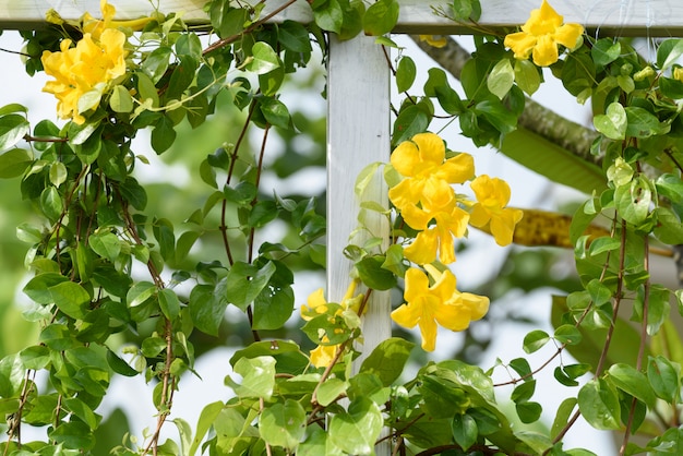 夏の青い空、猫の爪、Catclawつる、猫の爪つる植物に対して美しい黄色い花を持つ金属フェンス