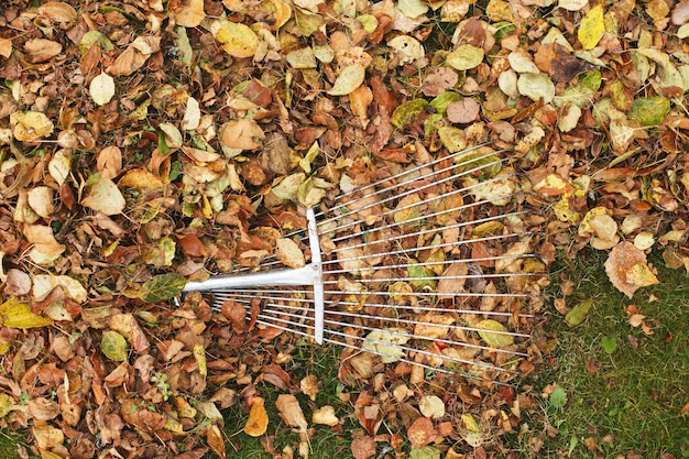 Metalen hark op een stapel herfstbladeren in de tuin