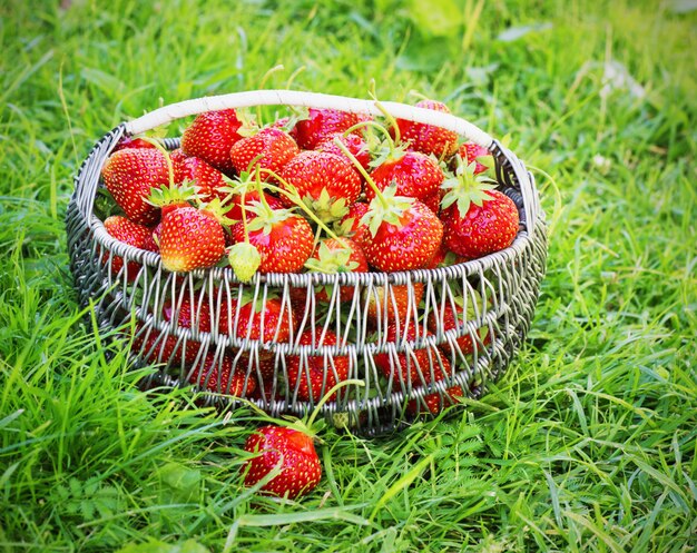 Metalen mand vol aardbeien in het gras