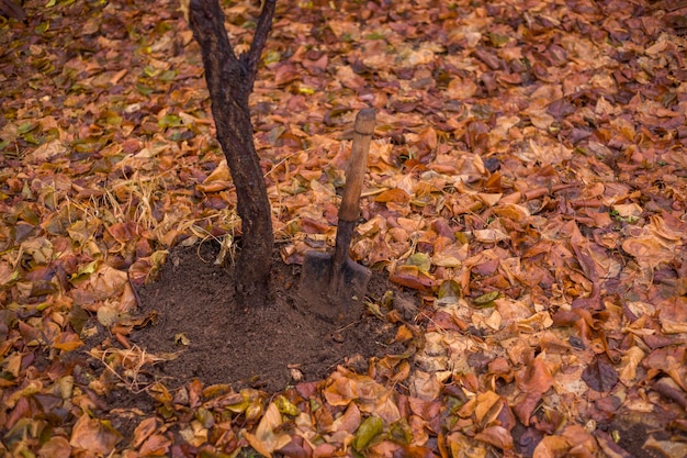 Foto metalen oude schop zit vast in de zwarte grond van de aarde in de tuin