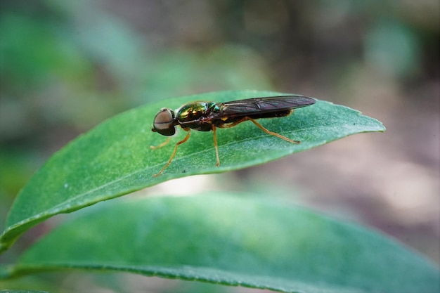 Foto una mosca soldato verde metallica poggiata sulla pianta verde