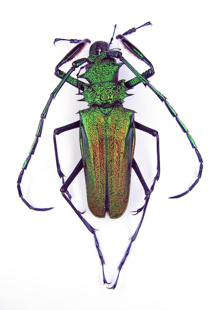 Metallic groene iriserende boktor bug Psalidognathus friendi man geïsoleerd op wit close-up