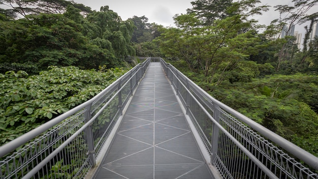 A metallic walk path through thick canopy of trees