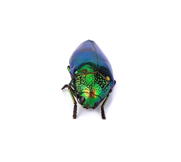 Photo metallic wood-boring beetle isolated on white