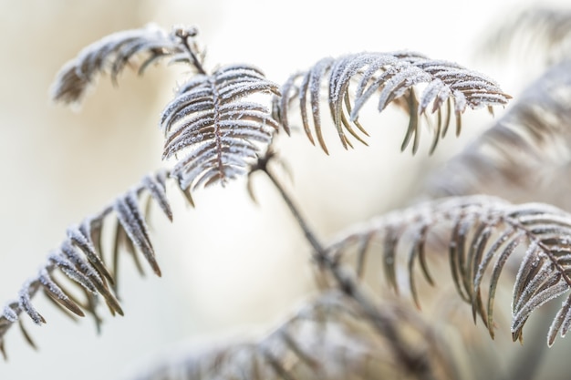 凍った霜で飾られたメタセコイア
