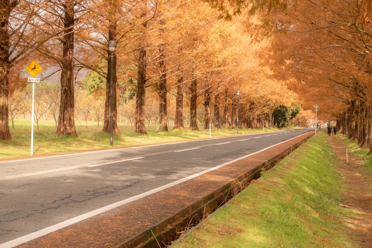 Photo 메타세이아 (metasequoia) 의 나무로 둘러싸인 도로