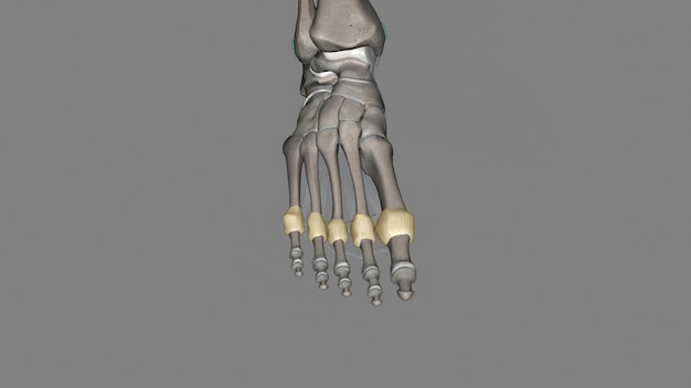 Metatarsophalangeal joint capsule